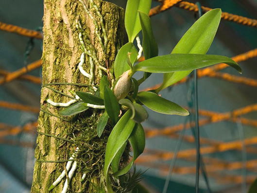 Plantio de Orquideas